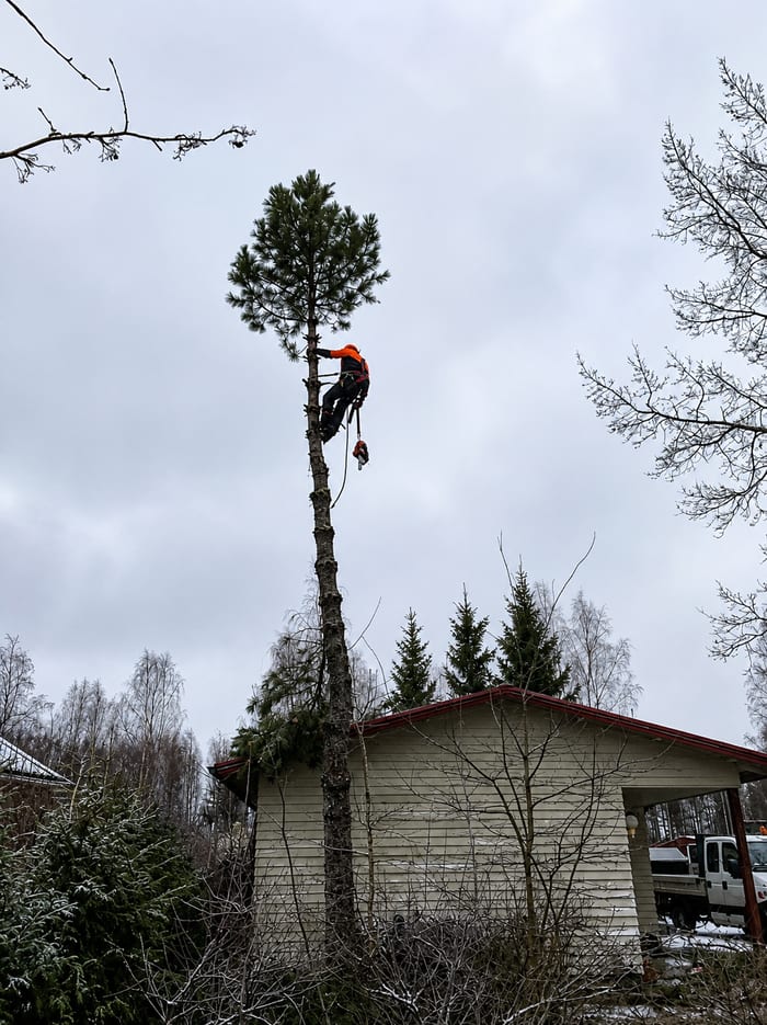 Puunkaadot ja hoitotyöt